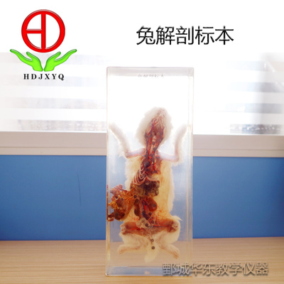 兔解剖標(biāo)本