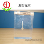 海蜇標(biāo)本