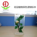 花冠植物保色浸制標(biāo)本