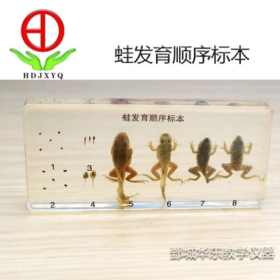 蛙發(fā)育順序標(biāo)本