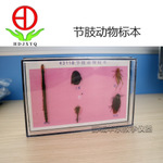 節(jié)鼓動物標(biāo)本