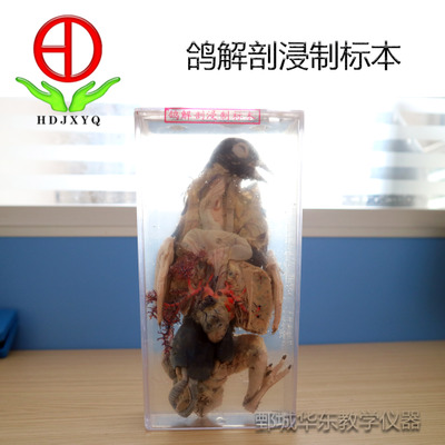 鴿解剖浸制標(biāo)本