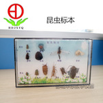 昆蟲標(biāo)本