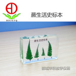 厥生活史標(biāo)本