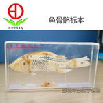 魚骨骼標(biāo)本