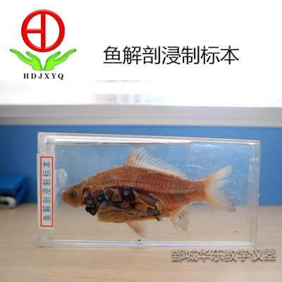 魚解剖浸制標(biāo)本