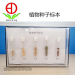 植物種子標(biāo)本