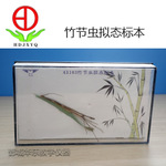 竹節(jié)蟲擬態(tài)標(biāo)本